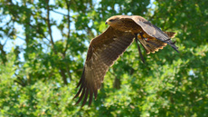 Schwarzmilan (16).jpg